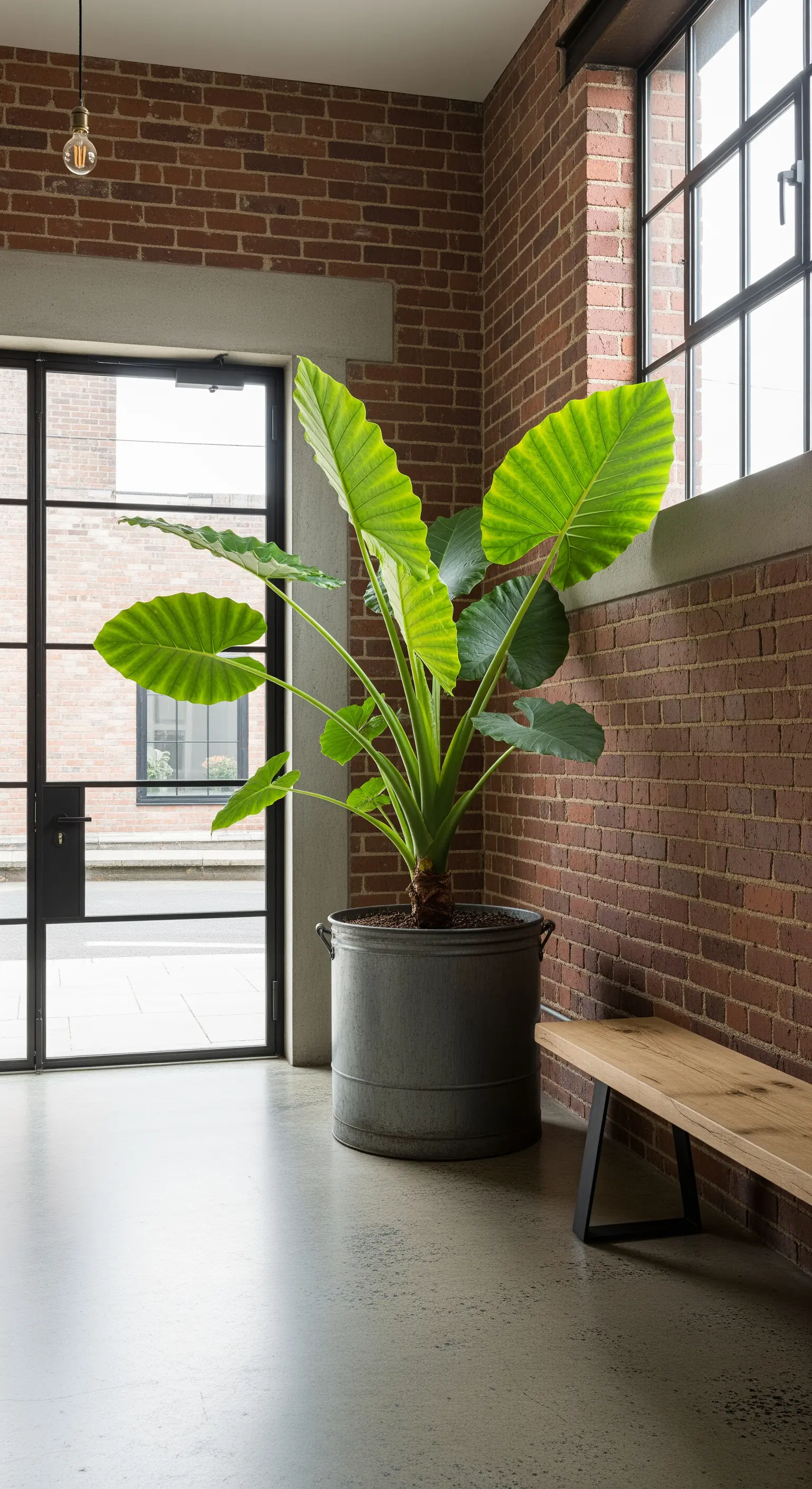 Grande Alocasia in un vaso di metallo contro una parete di mattoni in un ingresso in stile industriale.