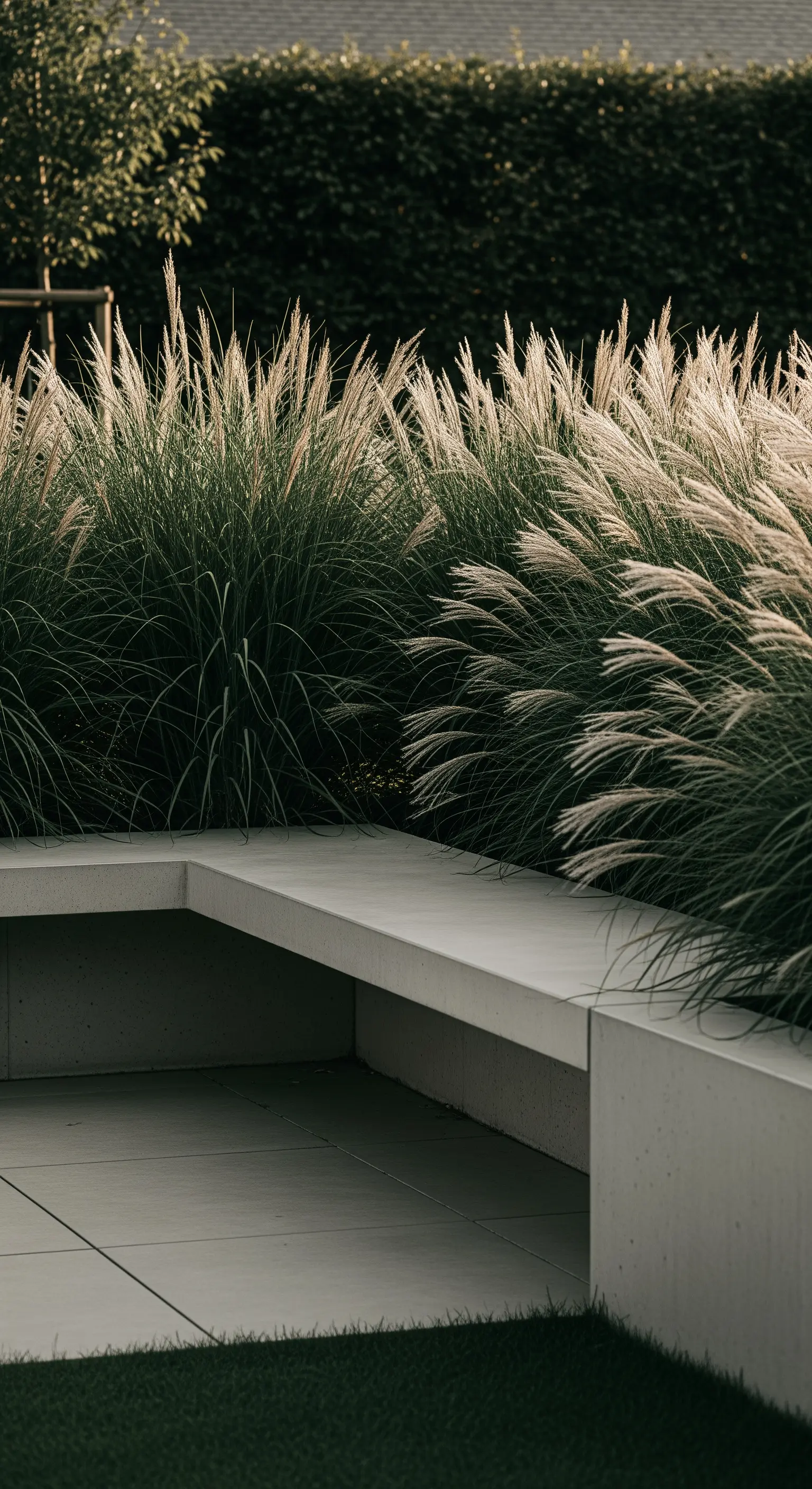 Panca angolare in cemento chiaro circondata da alte erbe ornamentali dal piumaggio bianco.