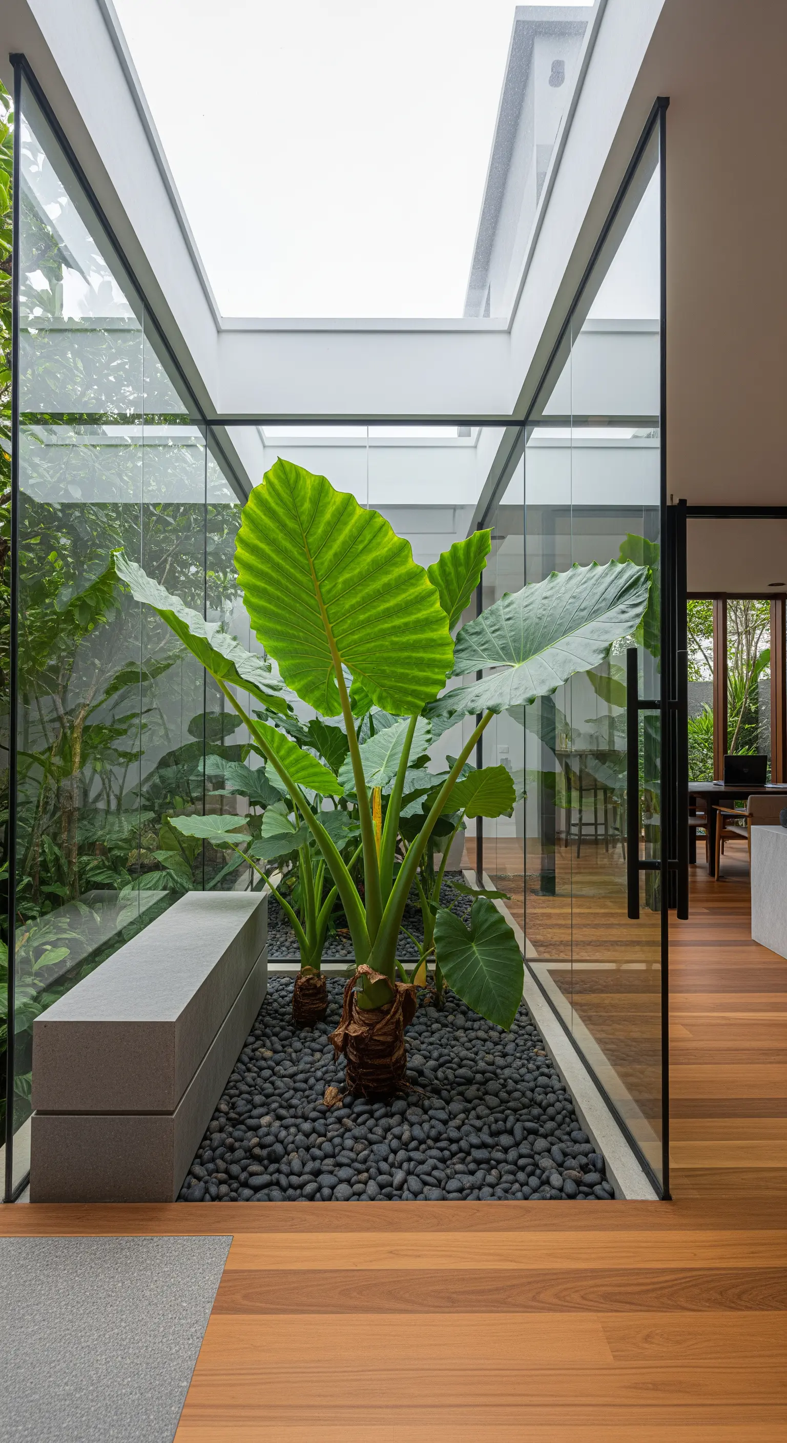 Atrio vetrato con grandi piante di Alocasia su un letto di sassi neri, visibile dall'ingresso.