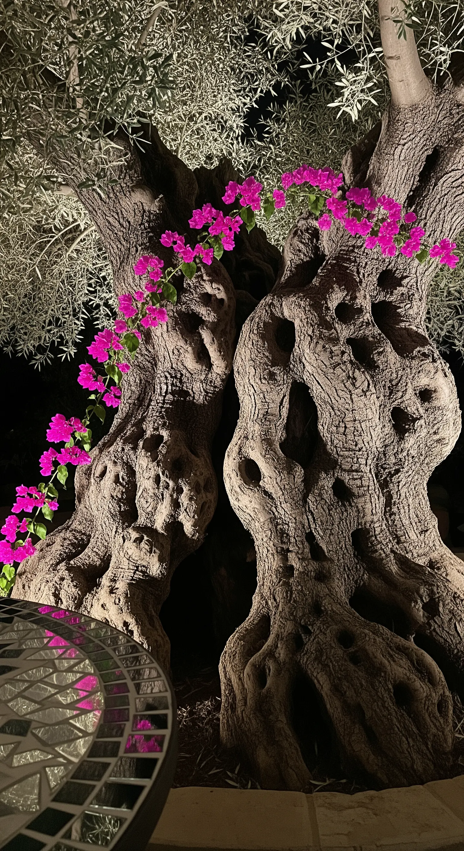 Tronco nodoso di un ulivo illuminato dal basso, con un ramo di bouganville.