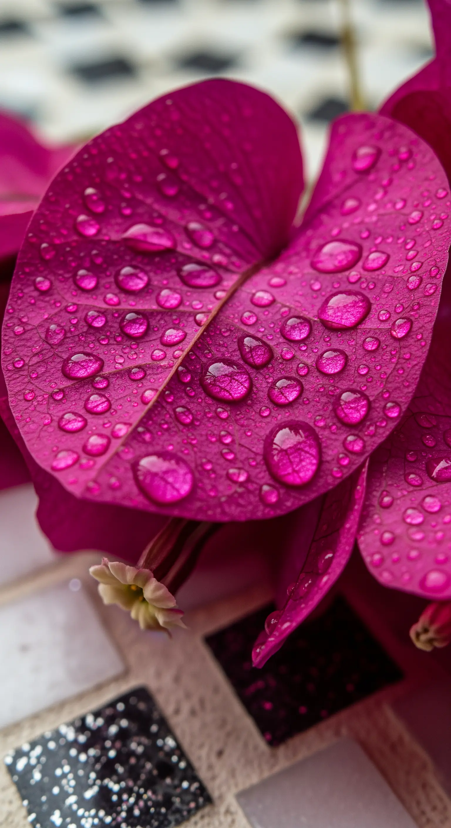 Macro di un fiore di bouganville fucsia coperto di gocce d'acqua.
