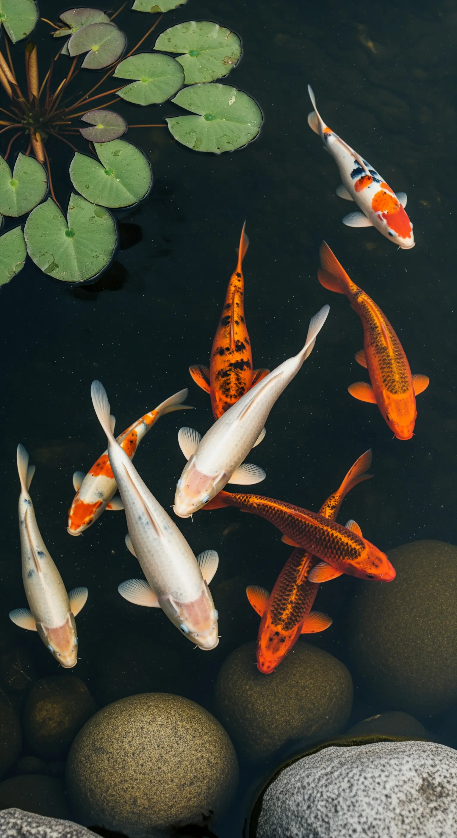 Carpe koi di vari colori nuotano in uno stagno scuro tra sassi e ninfee.