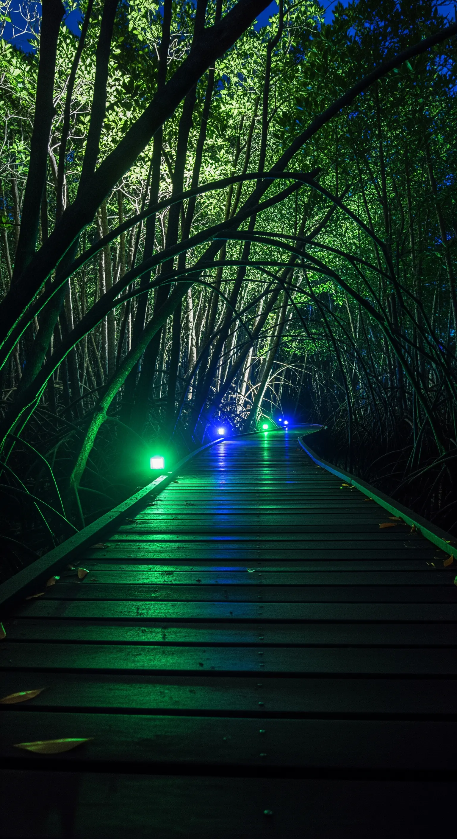 Passerella in legno in una foresta di mangrovie illuminata da faretti verdi e blu.