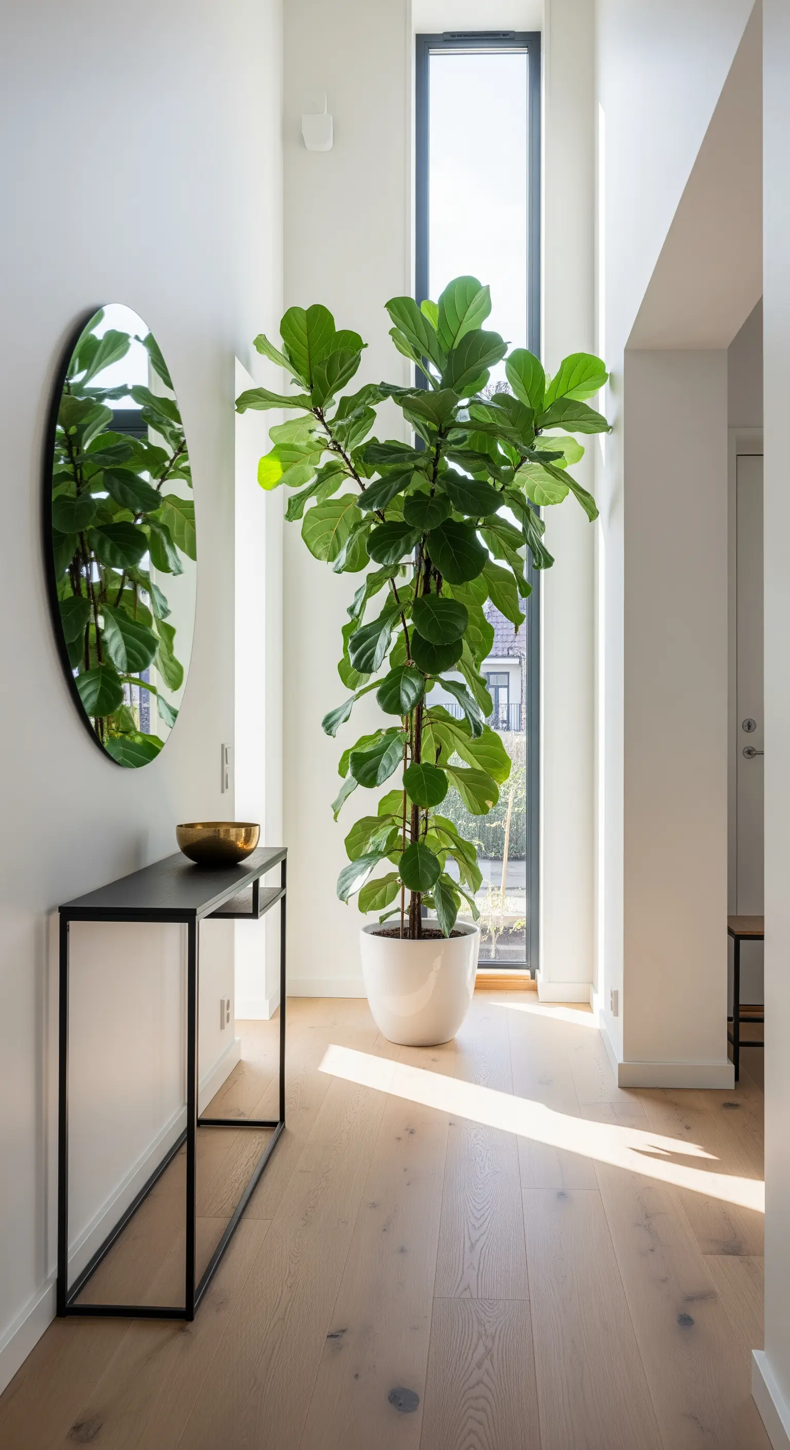 Ficus Lyrata alto in un vaso bianco accanto a una finestra stretta in un ingresso minimalista.