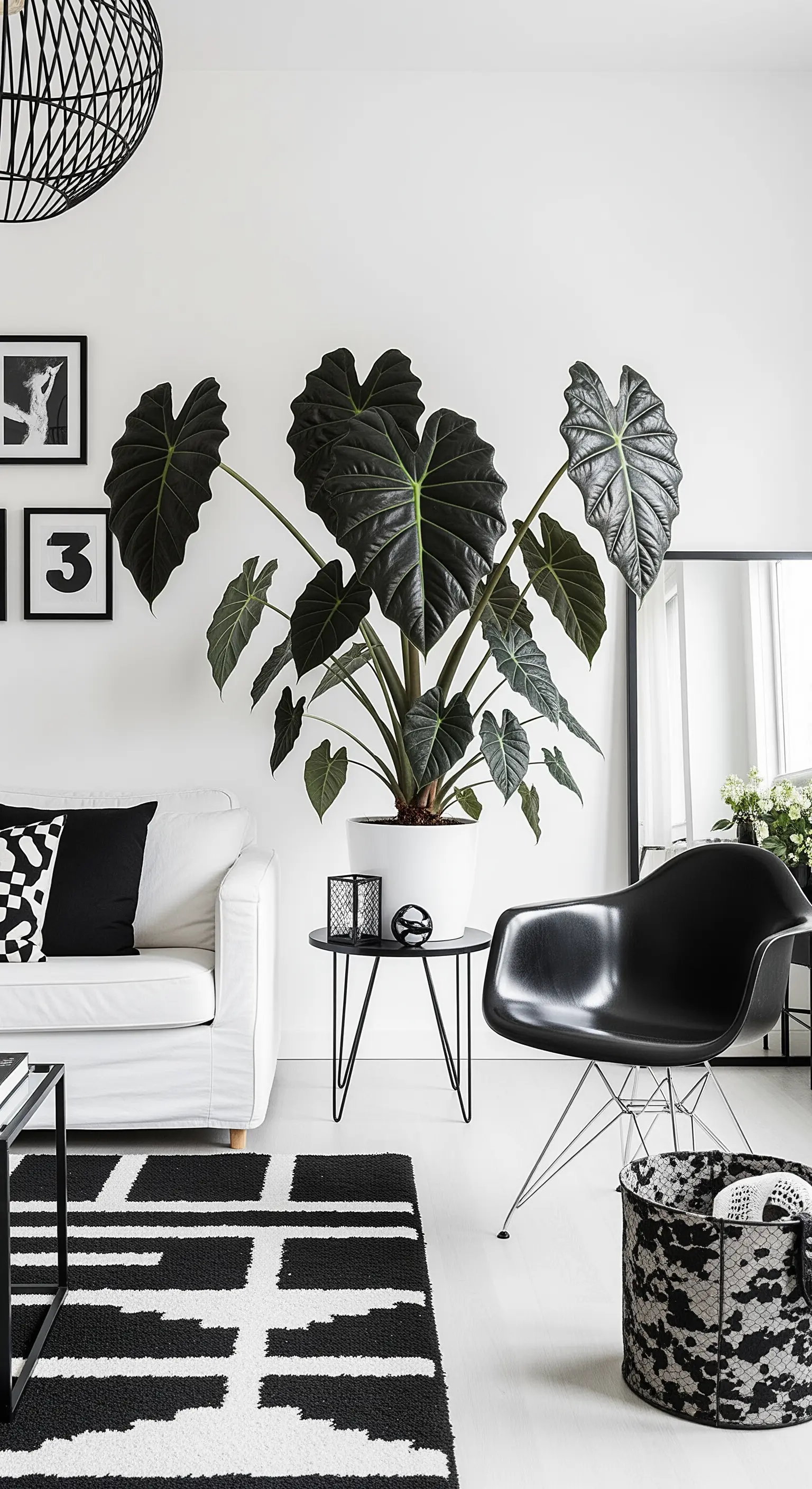 Un'Alocasia dalle foglie scure in un soggiorno grafico in bianco e nero.