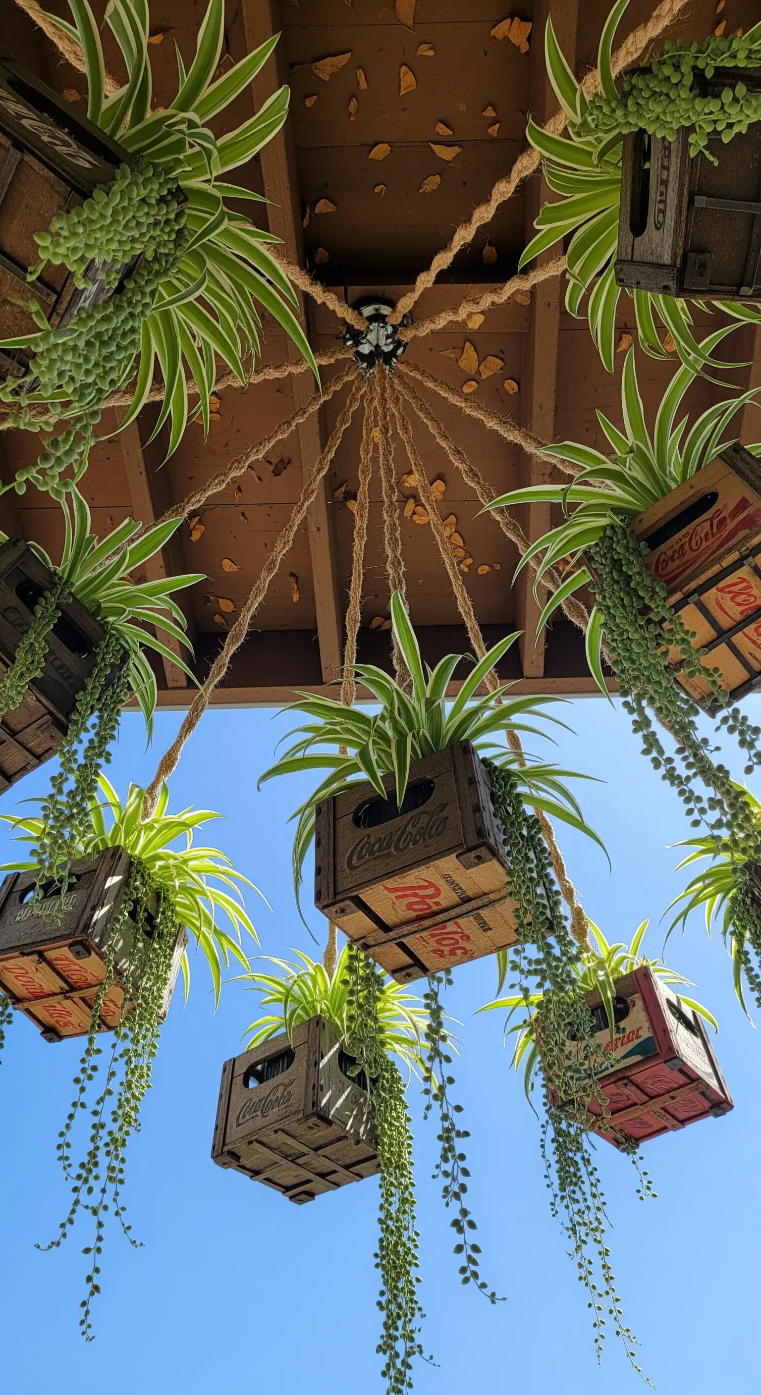 Cassette di legno vintage di Coca-Cola appese con corde, utilizzate come vasi per piante ricadenti.