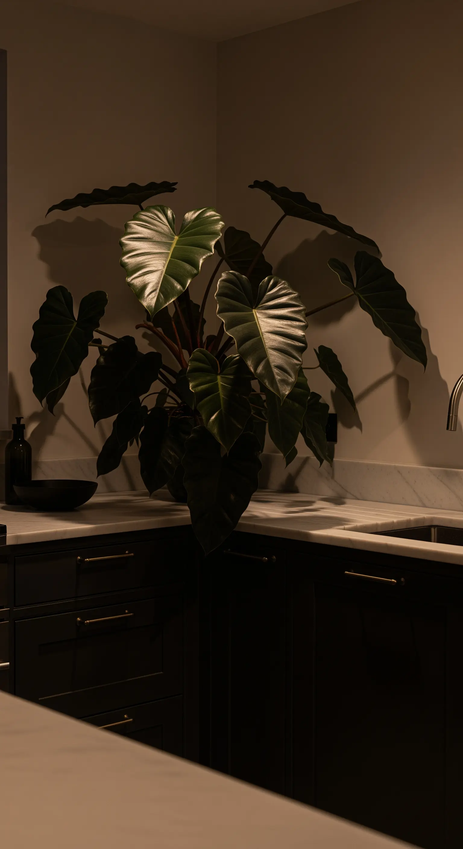 Pianta dalle foglie scure in un angolo di una cucina poco illuminata, con ombre proiettate sulla parete.