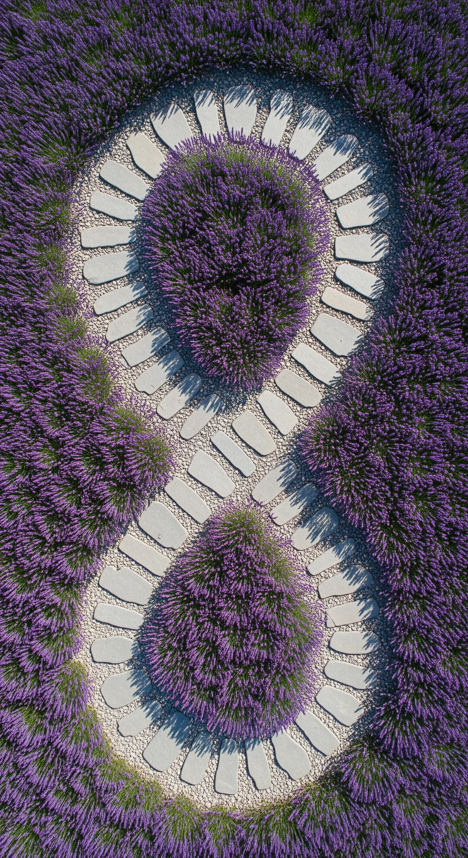 Sentiero a forma di otto realizzato con lastre di pietra in un campo di lavanda fiorita.