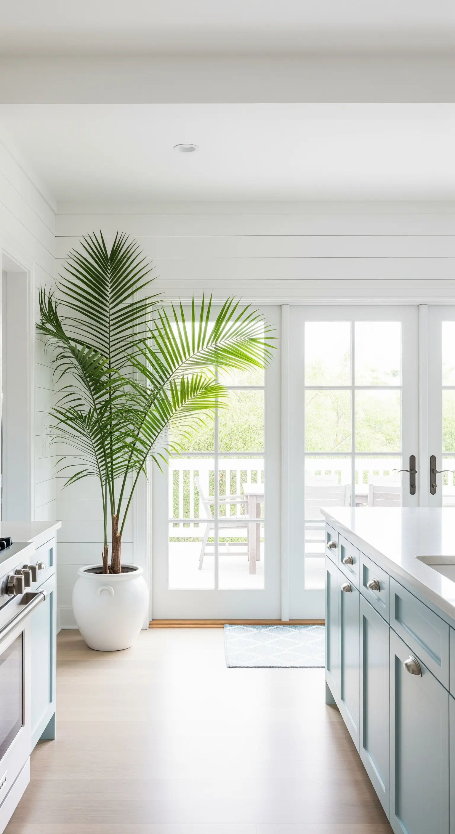 Palma Kentia in un vaso bianco accanto a una porta a vetri in una cucina luminosa.