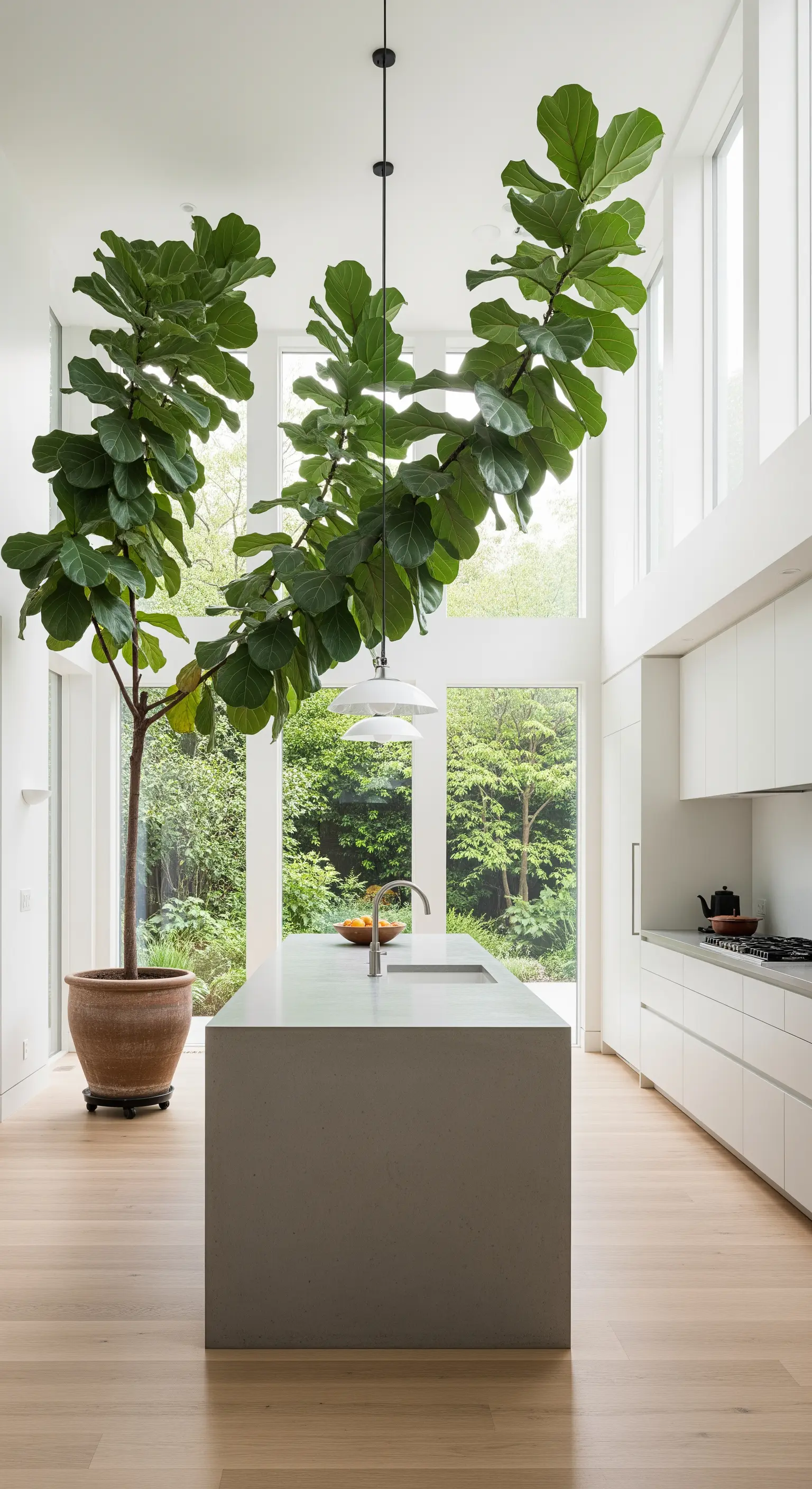 Cucina minimalista bianca con soffitti alti e un grande Ficus Lyrata in un angolo.
