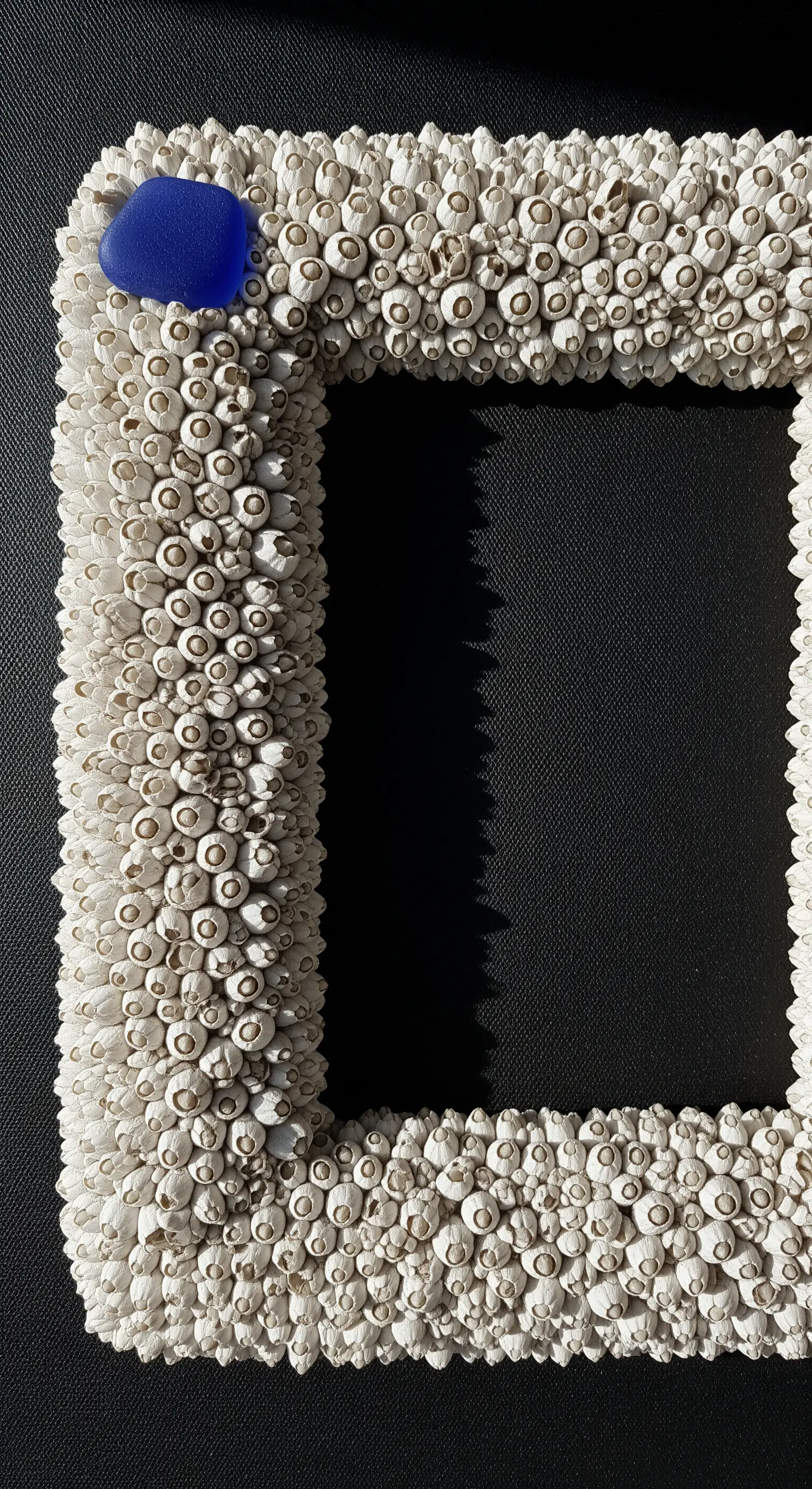 Cornice completamente ricoperta dalla texture bianca e fitta dei gusci di balani (barnacles).