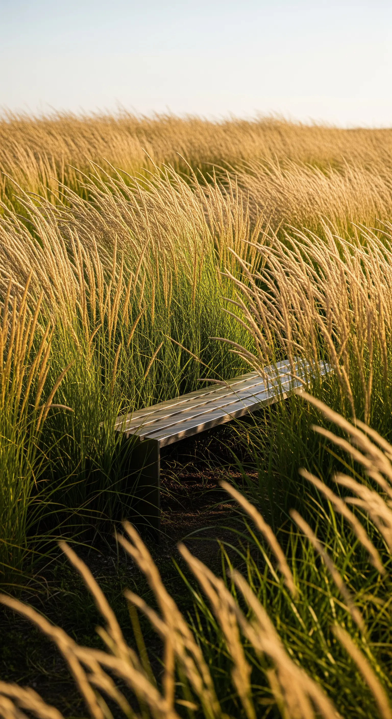 Panchina metallica minimalista parzialmente nascosta in un campo di erba alta e dorata.