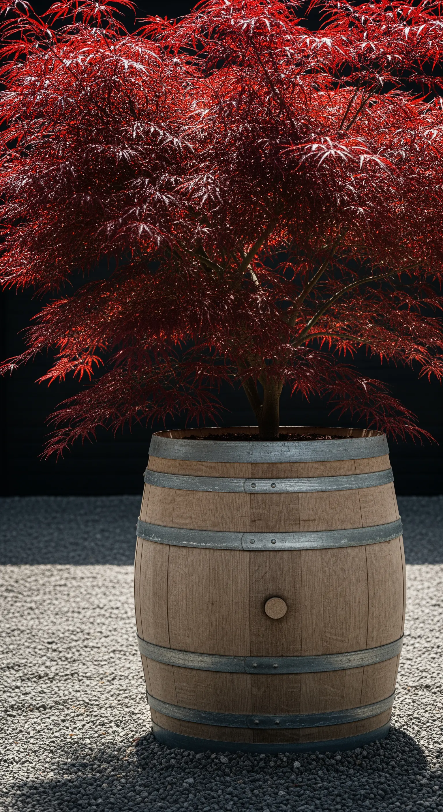 Grande botte di vino in legno usata come vaso per un acero giapponese dalle foglie rosse.